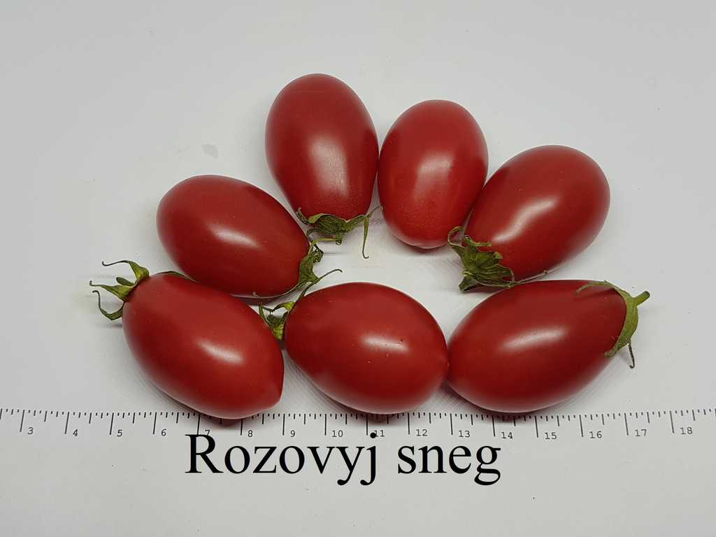 Rozovyj sneg